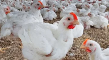 استقرار ملحوظ.. أسعار الفراخ البيضاء والبلدي ثابتة مع تحديث سعر البيض